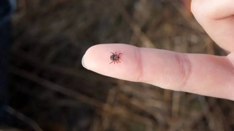 Sağlık Bakanlığı’ndan ‘Kırım Kongo Kanamalı Ateşi’ Uyarısı: İnsandan Da Bulaşabiliyor!