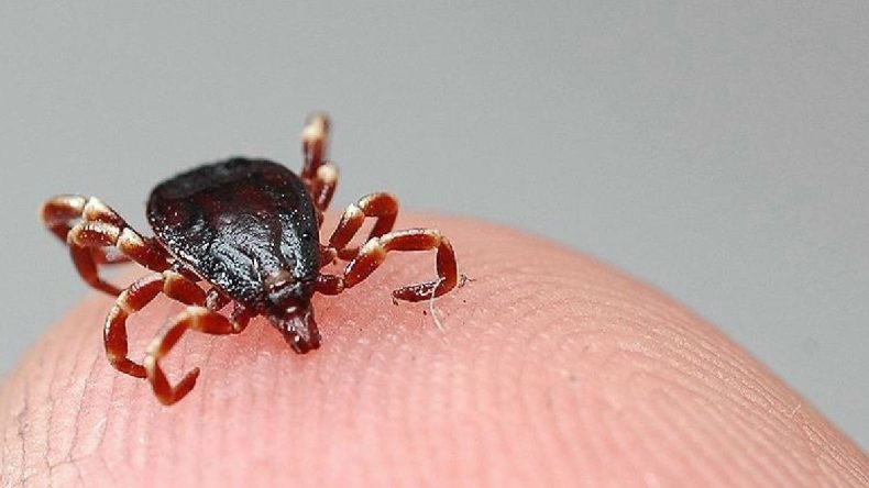 Sağlık Bakanlığı’ndan kritik uyarı! Kırım Kongo Kanamalı Ateşi’ne karşı alınması gereken tedbirler