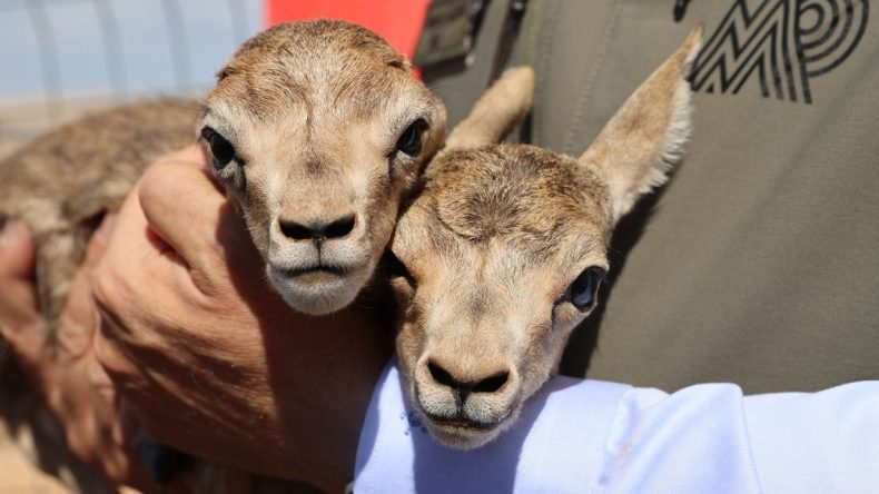 Şanlıurfa’da Ceylanların Koruma Altında Artışı