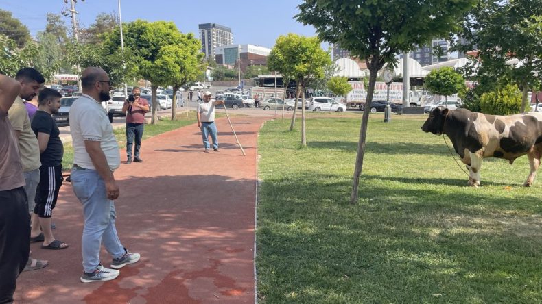 Şanlıurfa’da Kaçan Boğa Parkta Yakalandı