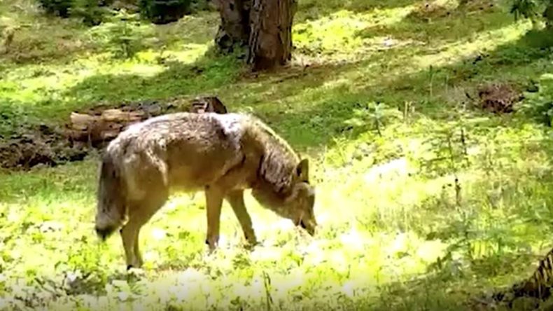 Sayıları Gittikçe Azalan Bozkurt, Bursa’da Görüntülendi