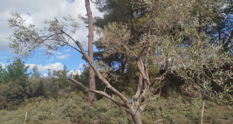 Sendika ve Odalardan Zeytinliklere Yönelik Tepki: Torba Yasa Değil, Torba Talan