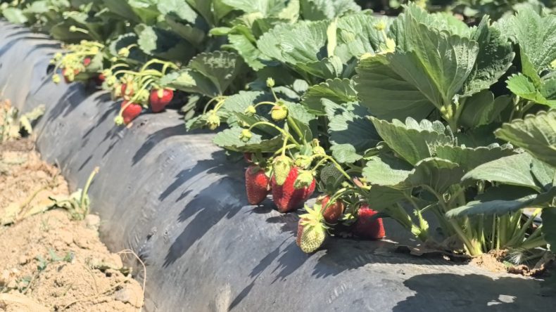 Tarlada altın değerinde! ‘Kırmızı Elmas’ hasadı başladı