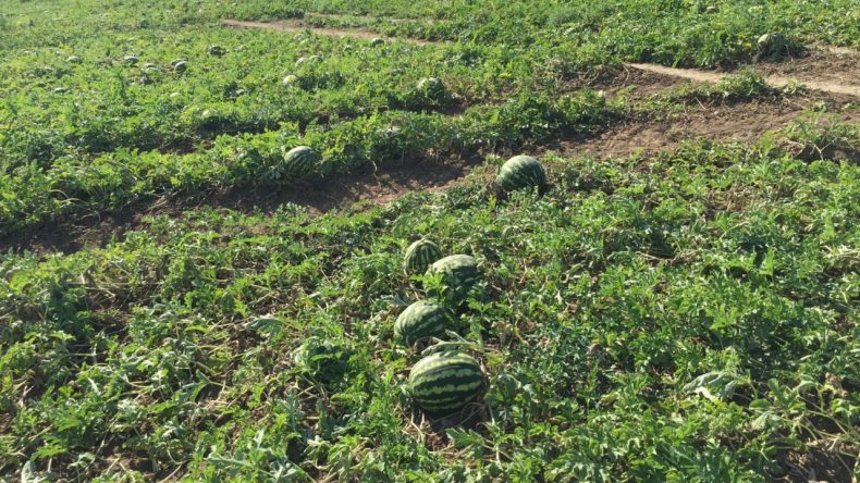 Tepki Büyüyor: Tarlada 2 TL’ye Alıcı Bulamıyor, Manavda 30 TL’ye Satılıyor