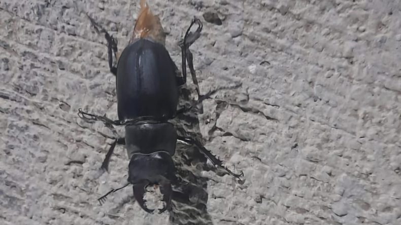 Tunceli'de Eşsiz Bir Görüntü: Geyik Böceği ve Cezaları