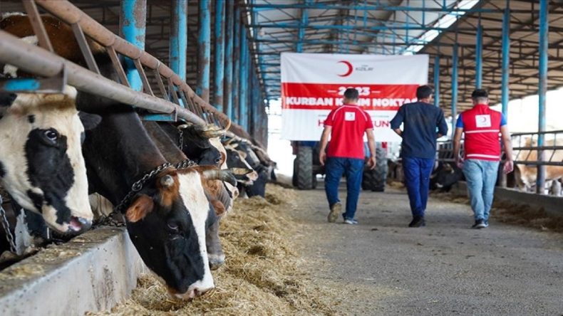 Türk Kızılay, Yemen’de 15 Bin Aileye Kurban Dağıttı
