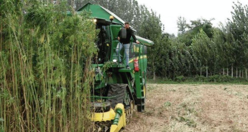 Türkiye’nin İlk Endüstriyel Kenevir Üretim Şirketi İflas Sürecine Girdi