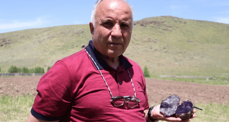 Türkiye’nin Mor Patatesi Üretimi Ağrı’da Gerçekleşiyor! Gurbetçi Eli Boş Dönmüyor