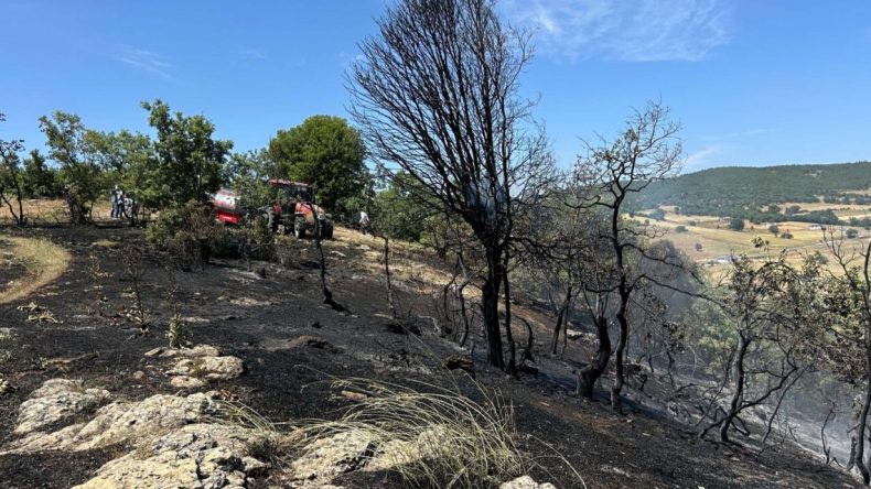 Uşak’ta Meşelik Alanda Yangın: 50 Dönüm Zarar Gördü