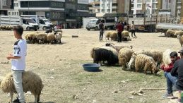 Van’da Besiciler Zarar Ediyor: ‘Hayvancılık Bitme Noktasına Geldi’
