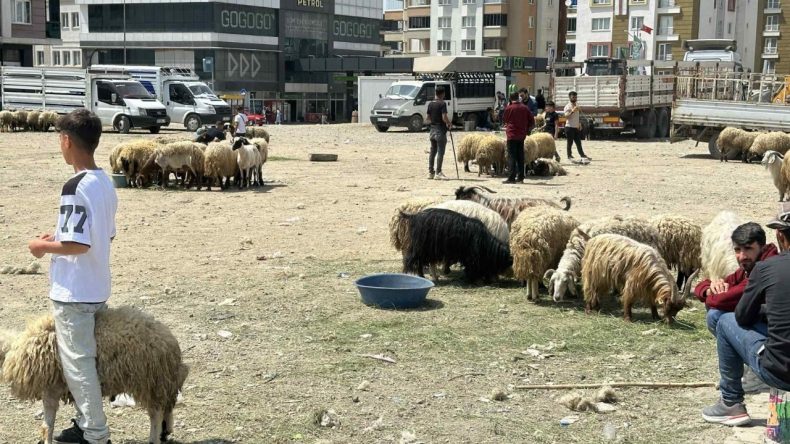 Van’da Besiciler Zarar Ediyor: ‘Hayvancılık Bitme Noktasına Geldi’