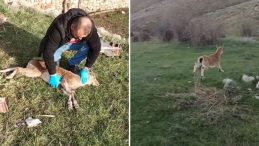 Yaban Keçisine Acil Müdahale