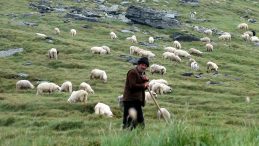 Yabancı Çobanlar İçin Çalışma İzni Başvuruları Başladı