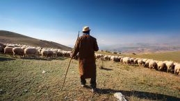 Yabancı Çobanlar İçin Çalışma İzni Başvuruları Başladı