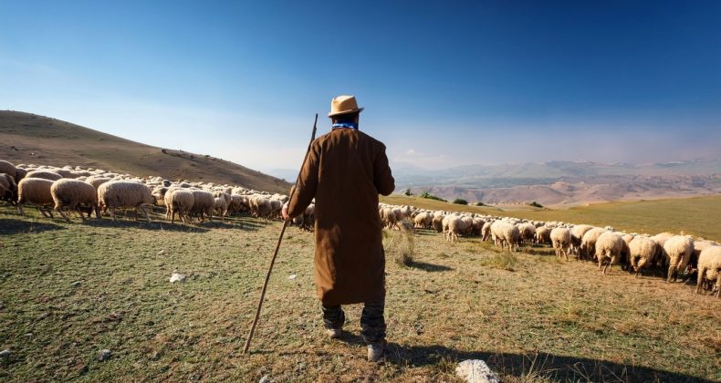 Yabancı Çobanlar İçin Çalışma İzni Başvuruları Başladı