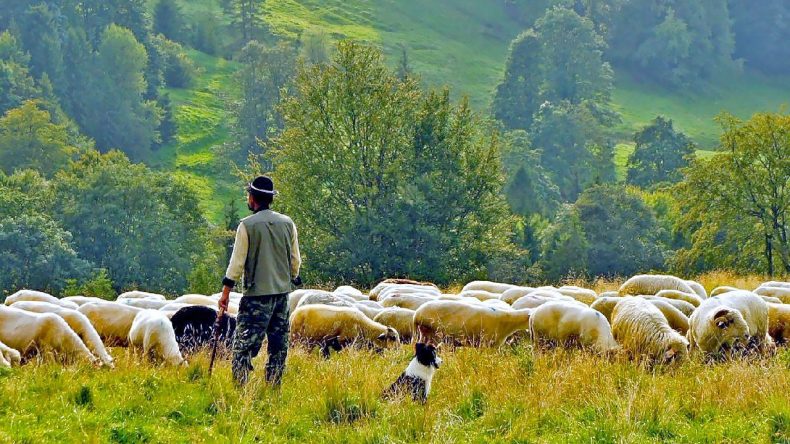 Yerli Çoban Olmuyor! Çobanlıkta ‘İthal’ Dönemi Başlıyor