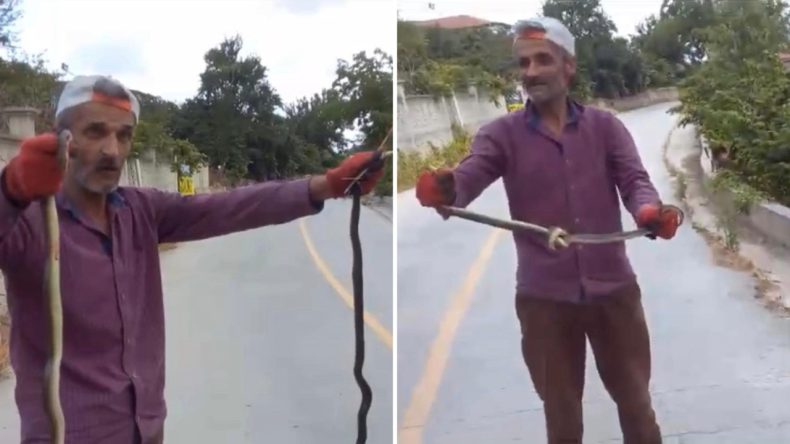 Yılanı Ellerle Yakalayıp Düğüm Attı!