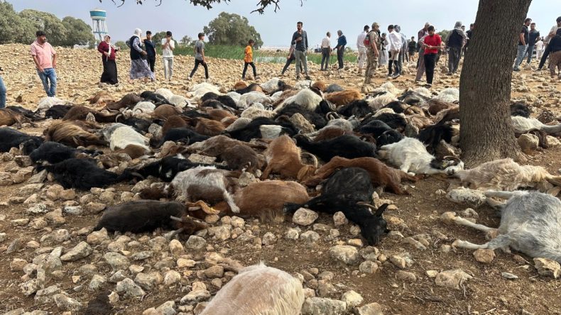 Yıldırım Düşmesi Sonucu 95 Küçükbaş Hayvan Hayatını Kaybetti