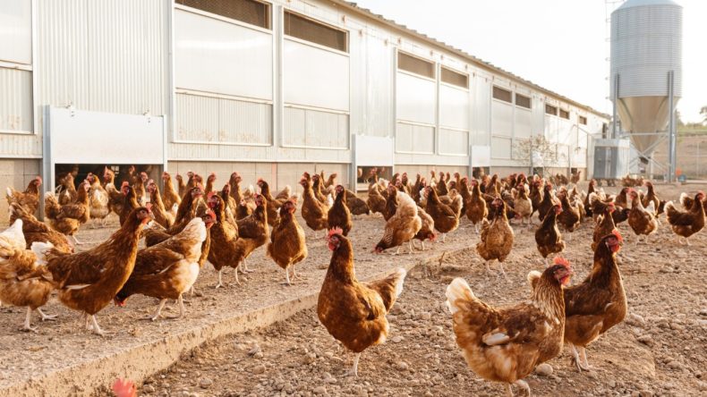 Yumurta Çiftliğinde Yangın: Binlerce Tavuk Telef Oldu