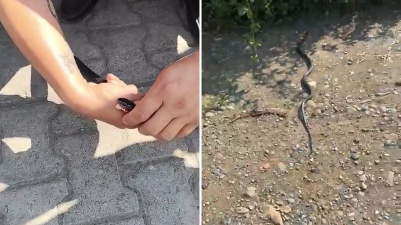 ‘Zararsız öldürmeyin’ dedikten birkaç saniye sonra neye uğradığını şaşırdı