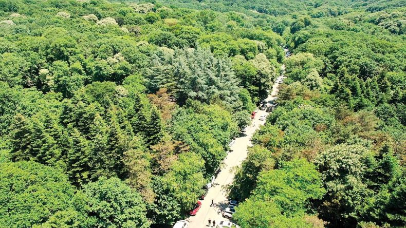 Zeytinliklerden Sonra Sıra Muhafaza Ormanlarında