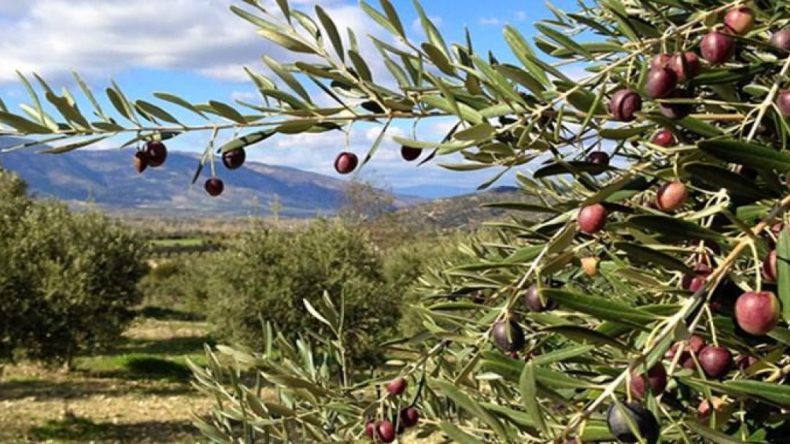 Zeytinlikleri Maden Sahasına Açmak İstiyorlar!: “Birkaç Şirketin Kâr Hırsına Teslim Edecek Tek Zeytin Ağacımız Yok!”