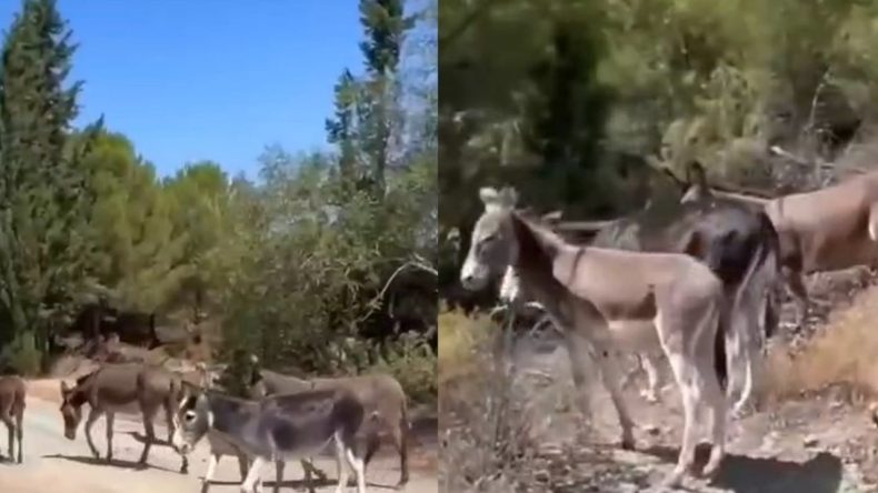 'Tehlikeli' olarak bayıltılıp toplanan yaban eşekler doğaya bırakıldı