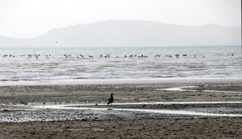 Flamingo Popülasyonu
