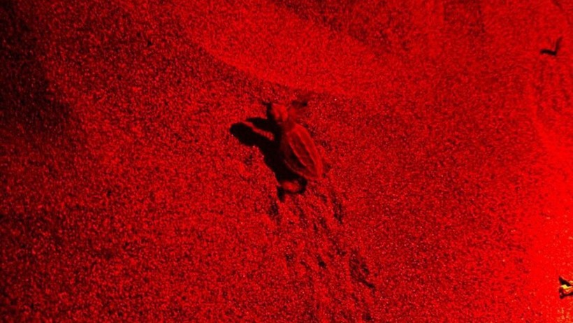 Caretta caretta yavruları denizle buluşuyor