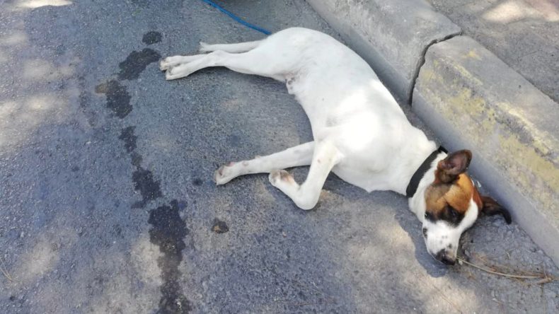 Antalya'da Hayvanlara Çarpanlara 10 Bin TL Ceza Uygulanacak