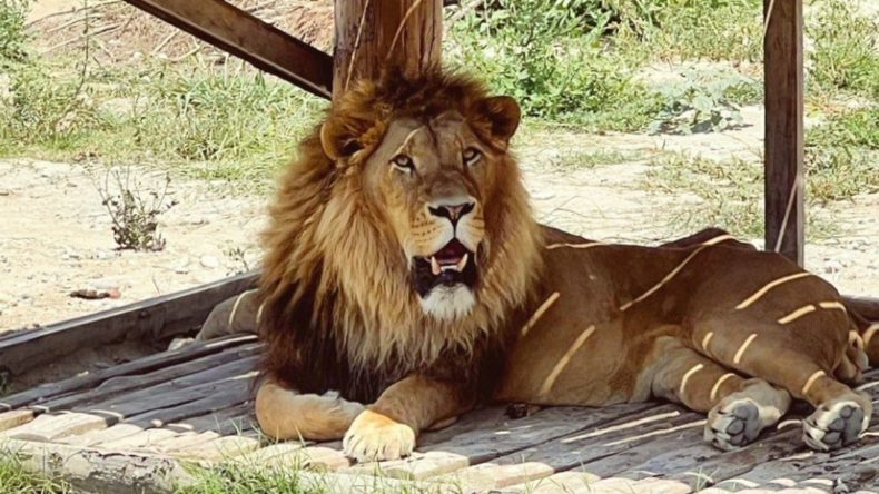 Antalya'da Kaçan Aslan Paniği: Zeus'u Arayanların Fırtınası