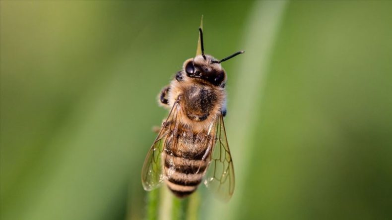 Arı Sokması Sonucu Bir Kişi Hayatını Kaybetti