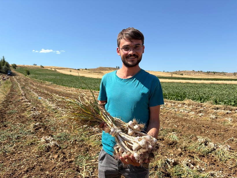 Taşköprü Sarımsağı Hasadı