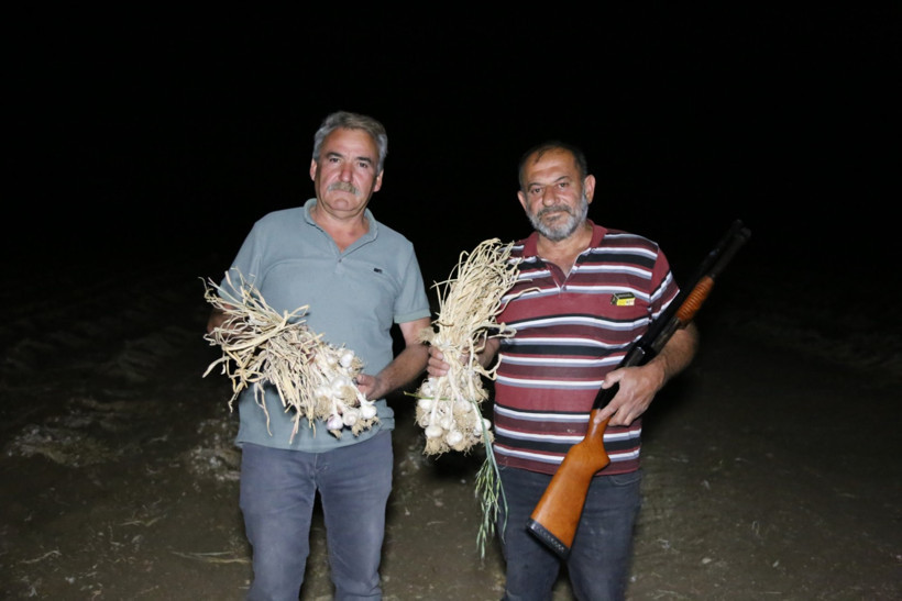 Sarımsak Tarlası