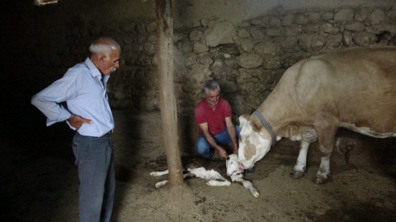 Besici Gözlerine İnanamadı: Malatya’da Çift Başlı Buzağı Doğdu