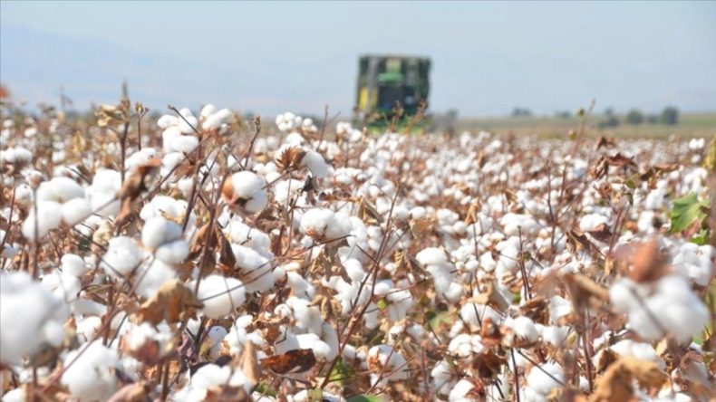 Bitkisel Dolandırıcılık: Kamuya 114 Milyon Liralık Zarar