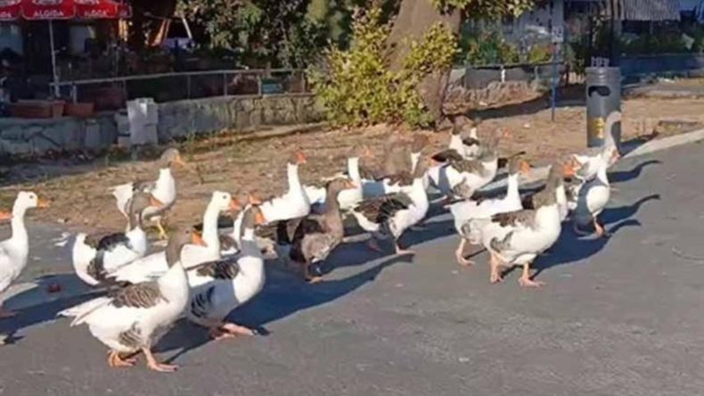 Denize Girdikleri İçin Hapsedilen Kazlar Hayatını Kaybetti