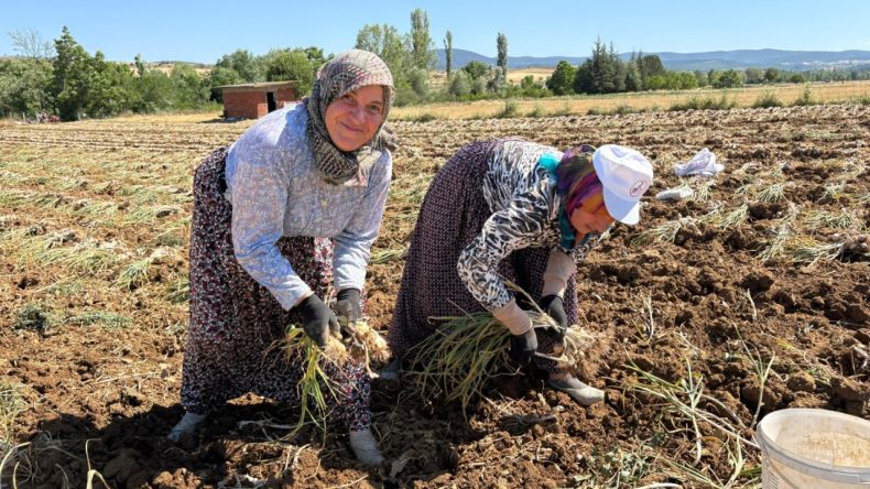 Dünyaca Ünlü Ürün Hasat Sürecine Girdi: Kilosu 230 Lira