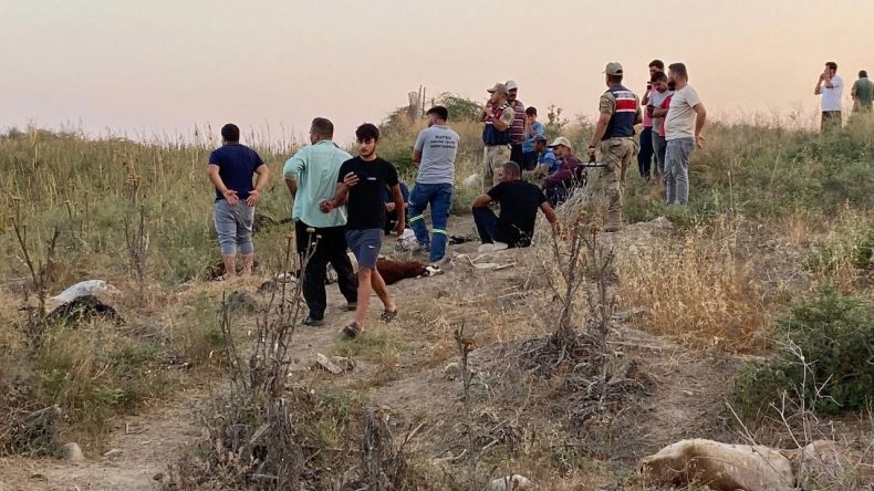 Fabrika Suyu Hayvanları Tehdit Ediyor: İki Haftada 104 Koyun Telef Oldu
