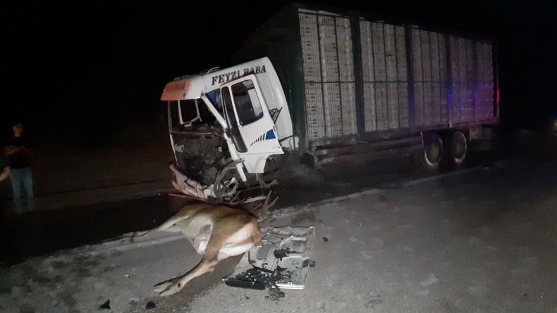Geyik Kazasında Bir Kişi Hayatını Kaybetti