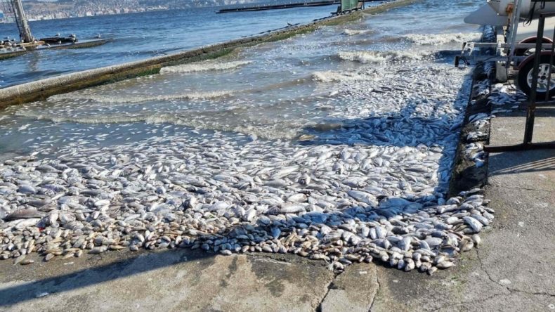 İzmir Körfezi için korkutan uyarı: Toplu balık ölümleri olacak