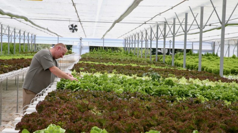 Kendi İşini Bıraktı, Topraksız Tarıma Geçti: Aylık 10 Ton Ürün Hasadı