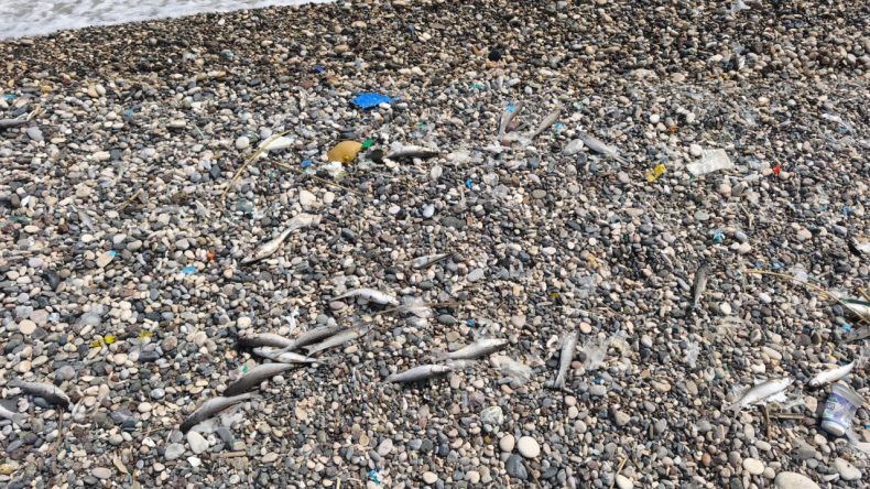 Mersin'de Sahildeki Balık Ölümleri Üzerine Soruşturma Başlatıldı