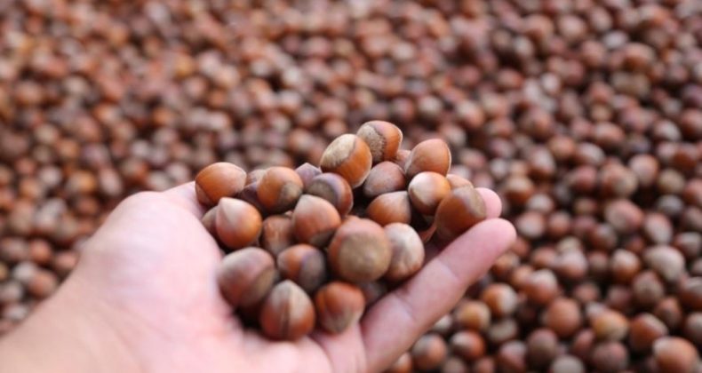 Nutella Üreticisi Ferrero'ya Fındık Yasağı Getirildi
