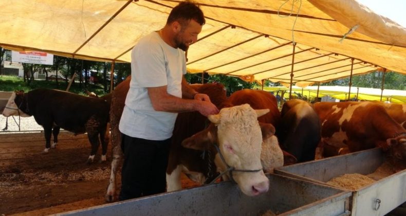 Şap Alarmı: Tüm Hayvan Pazarları Kapatıldı