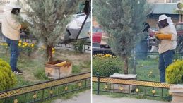 Şehirde Ani Arı Kaosu: Kraliçe Arı Fırtınası