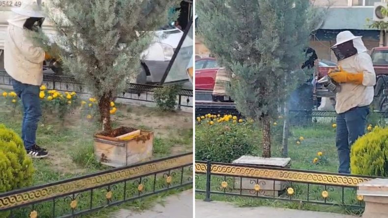 Şehirde Ani Arı Kaosu: Kraliçe Arı Fırtınası