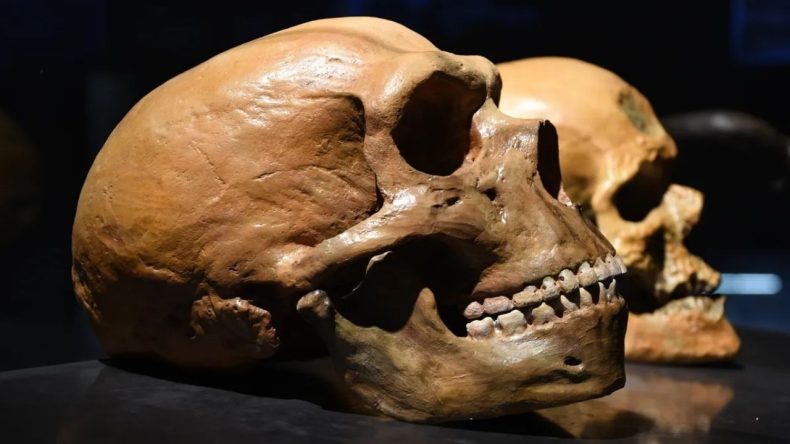 Şiddetli Baş Ağrınızın Suçlusu Neandertaller Olabilir