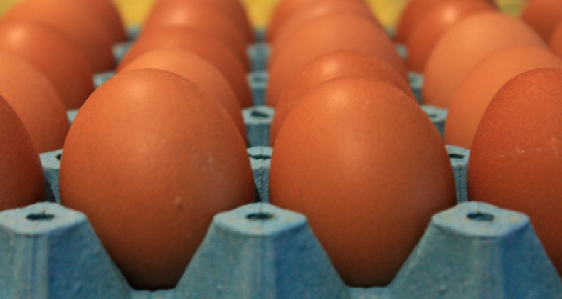 Yumurta Üretiminde Sert Düşüş