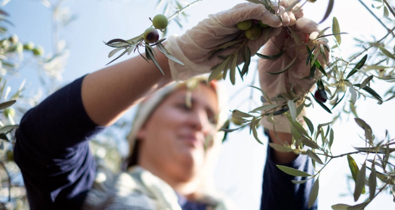 Zeytin, Maden Faaliyetlerinden Daha Kârlı